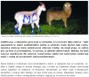 Okrucieństwo