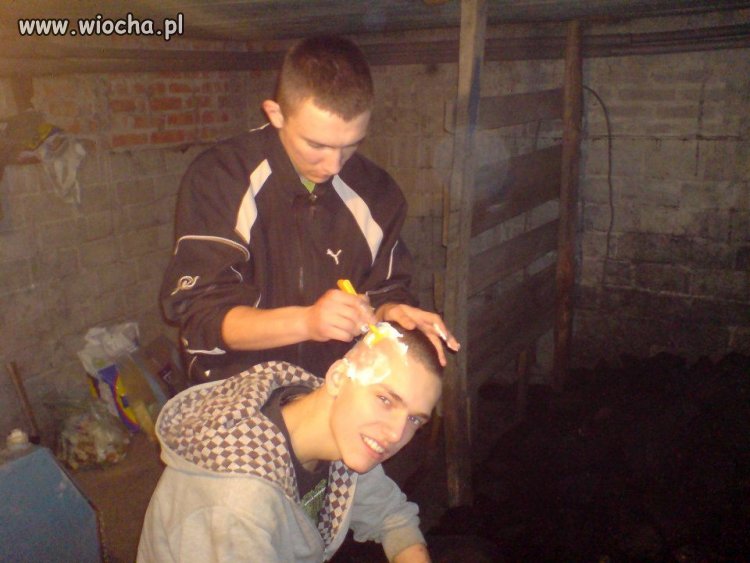 Golenie w oborze 