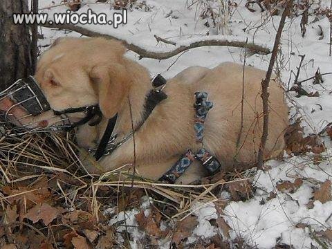 Wygłodzony pies od kilku dni, na mrozie siedział