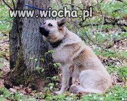 Człowieku zastanów się zanim weźmiesz psa. 