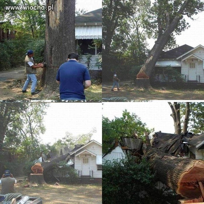 Jak nie należy ścinać drzew ...