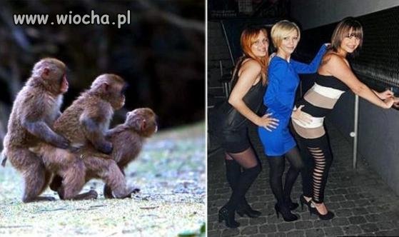 Małpeczki 
