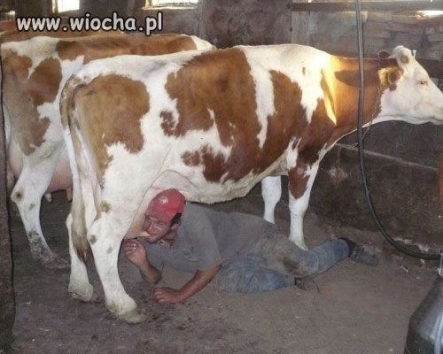 Mleko prosto od producenta...