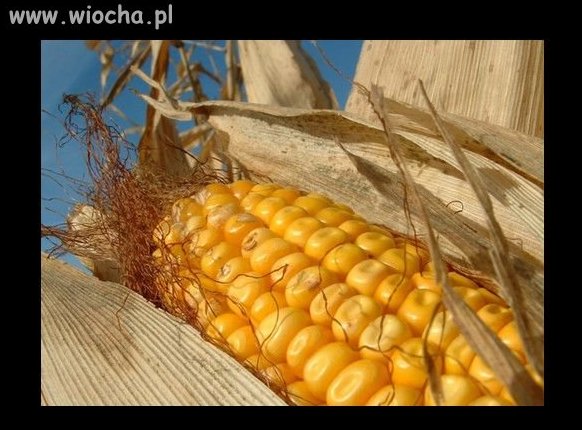Ustawa w sprawie GMO podpisana...