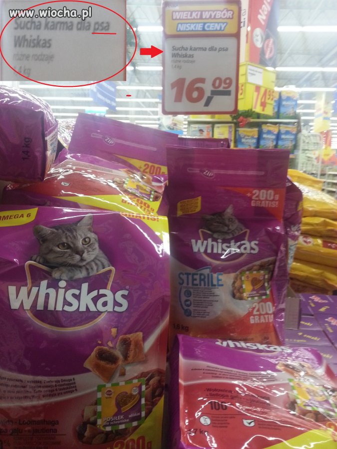 Radom zaprasza psy na wigilię