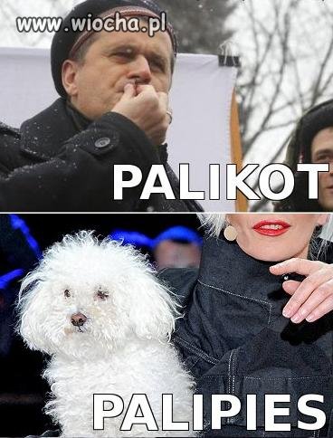 PALIKOT! PALIPIES...