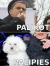 PALIKOT! PALIPIES...
