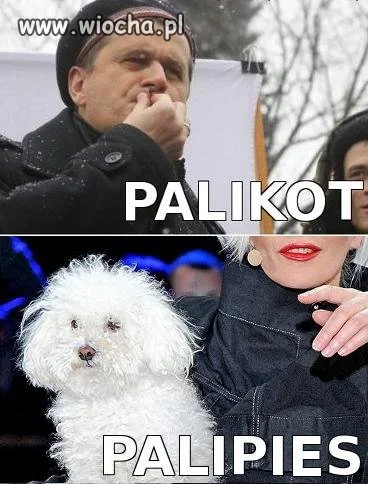 PALIKOT! PALIPIES...