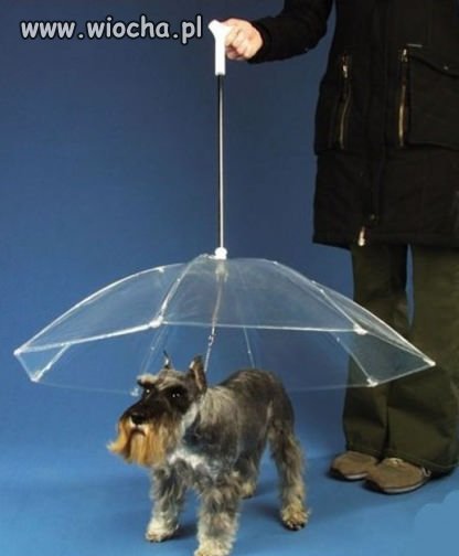 Parasol dla psa