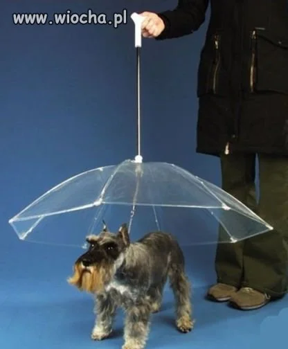 Parasol dla psa