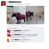 Urodzinki psa