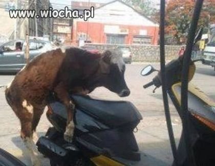 Coś mu się trochę pomyliło 