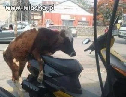 Coś mu się trochę pomyliło 