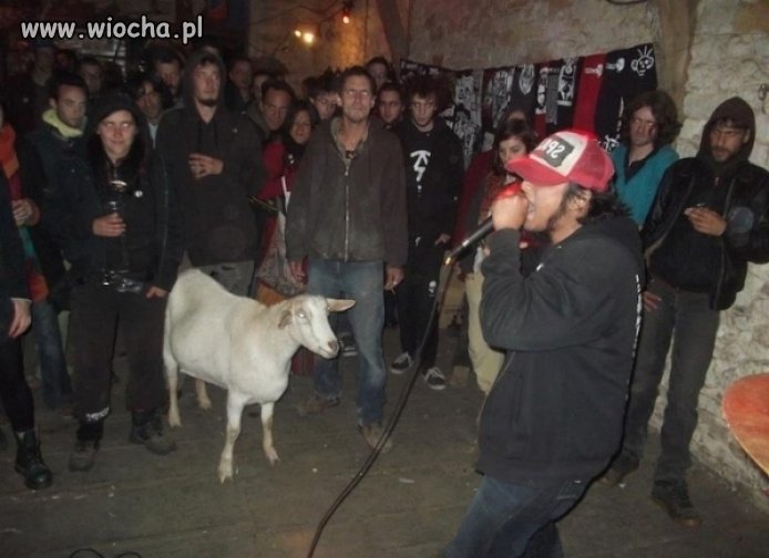 Koza wpadła