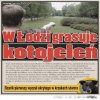 Uwaga na kotojelenia!!!