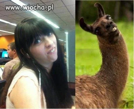 Podobieństwo