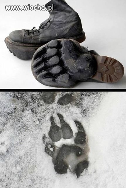 Zagadka Yeti rozwiązana