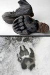 Zagadka Yeti rozwiązana