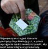 WOŚP