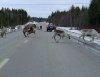 Nie poganiaj mnie bo tracę oddech.
