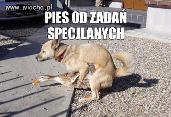 Pies od zadań specjalnych