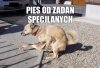 Pies od zadań specjalnych