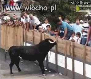 Na głupote nie ma rady 