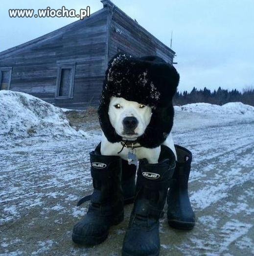 Azor to pies ze wsi,on nie leży na ciepłej kanapie