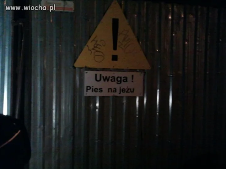 Uwaga! Pies na Jeżu!