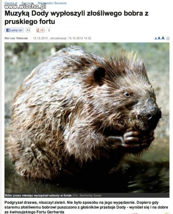 Doda poczochrała bobra!