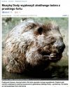 Doda poczochrała bobra!