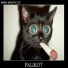 PaliKot
