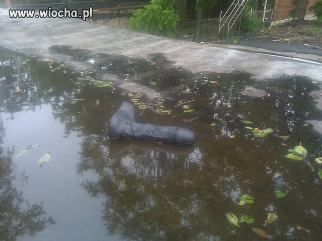 Właścicielka poszukiwana.