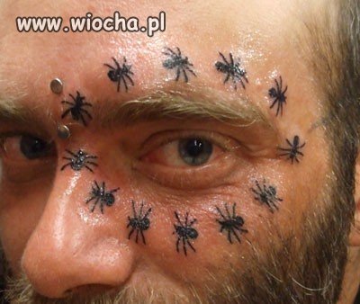 Takie tam z mrówkami i ćwiekami między oczami