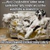 Wyszedłem tylko na noc...