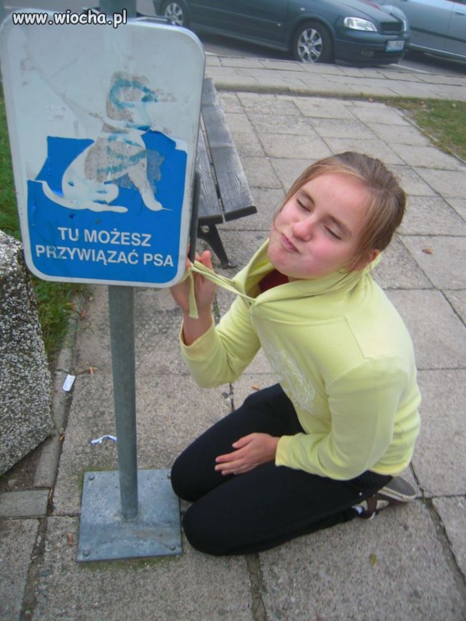 Iławskie pieski
