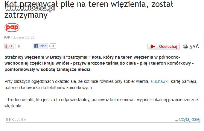 Ach te zwierzaki... Koty przemycają piły i wiertła