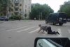 To się nazywa wracać do domu w żółwim 