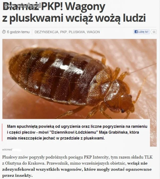 Pluskwy w PKP Intercity...