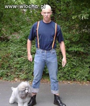 Łysy koks i jego "pitbull"