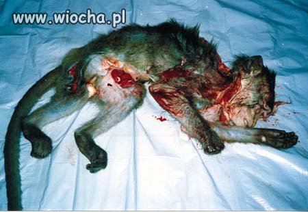 Ludzie są załosni