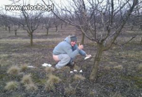 Tymczasem w sadzie.