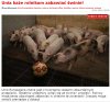 ...żeby "kotlety"nie popadały w depresję...