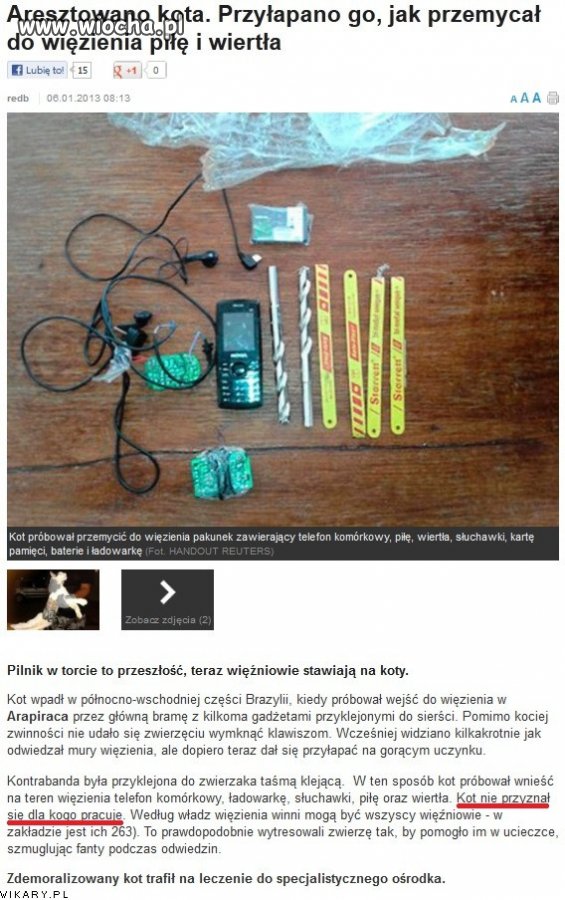 Przyłapano kota jak przemycał piłę i wierła