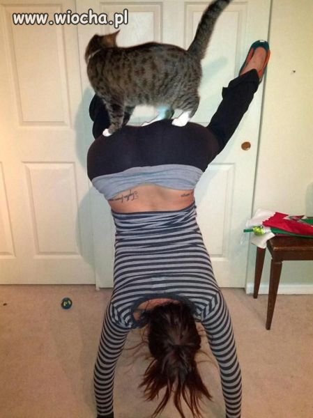 Kota rozumiem