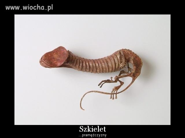 Szkielet 