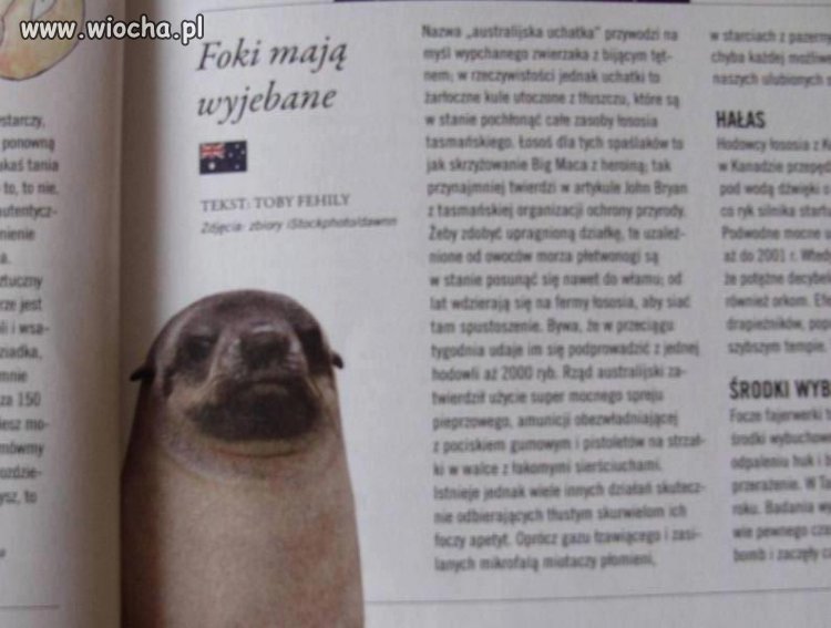 Co mają foki?