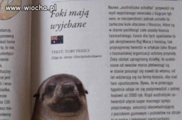 Foki mają wyjebane