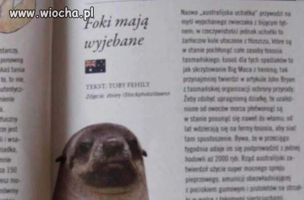Foki mają wyjebane
