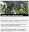"Miłośniczka kotów"